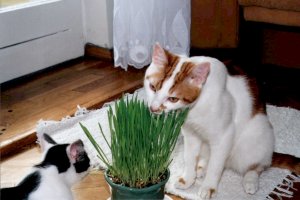 wiea trawa to dopiero arcie!