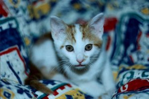 Taki byem malutki i liczny.