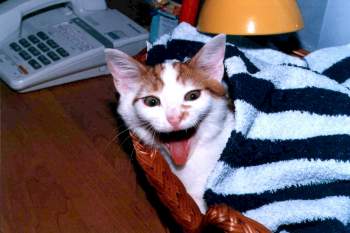 Chyba si nie wyspaem.