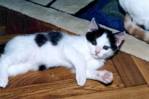 Czy on aby nie by adniejszy ode mnie?