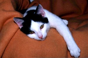 Urwis wyrs na piknego kota.