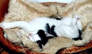 Urwis czasami pi w pokracznych pozycjach.